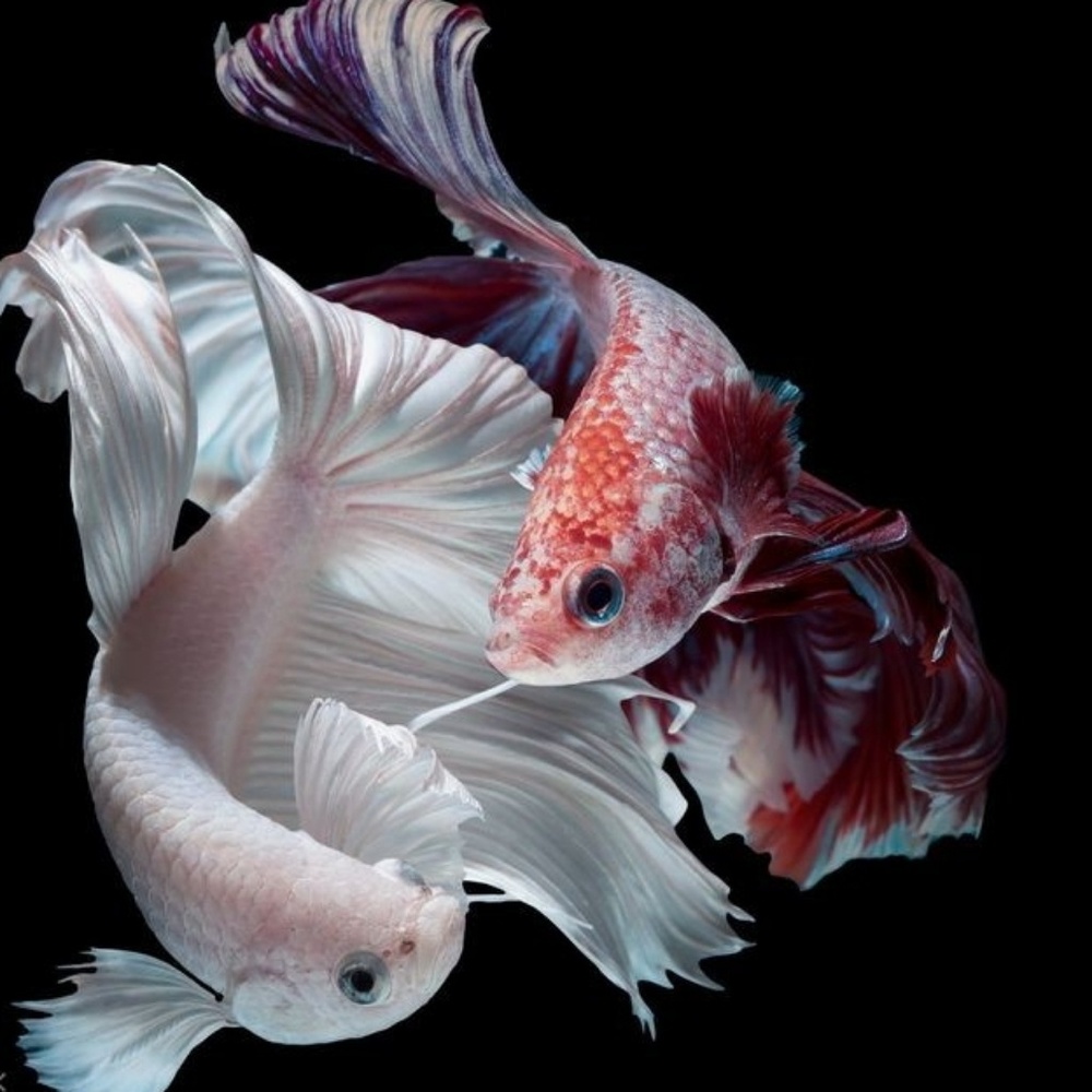 Meet your Posher, Nong